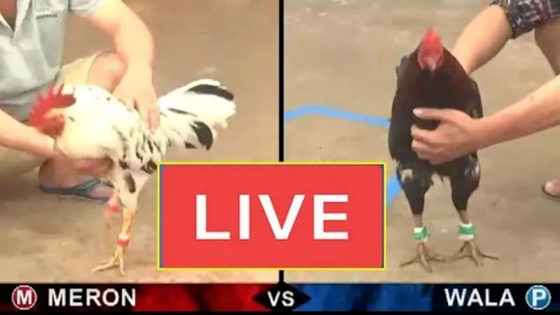 Hướng dẫn cách chơi đá gà King88 cho bạn mới